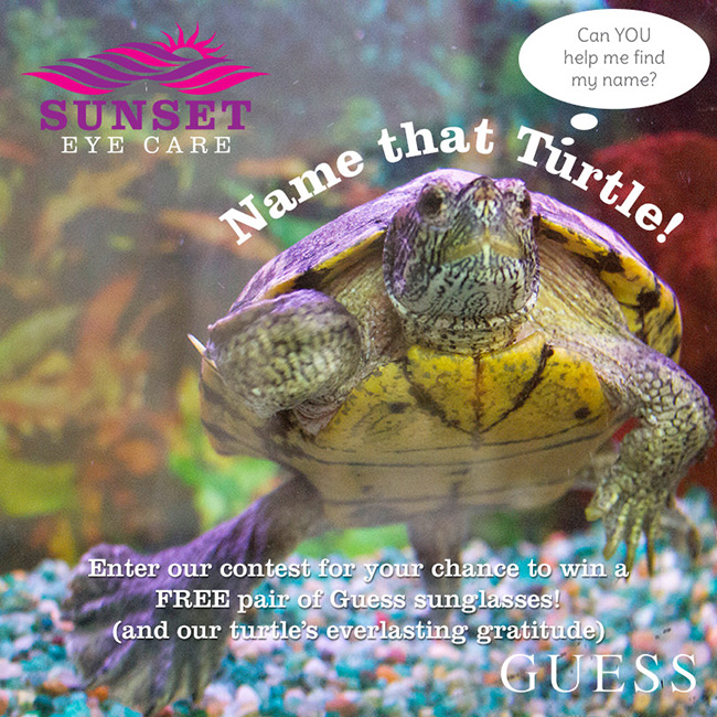 Sunset Eye Care's pet turtle Shelley