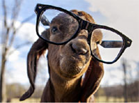 Goat in glasses