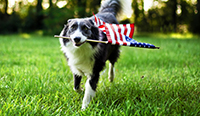 Celebrate Gorgeous National Dog Day in your eyecare business