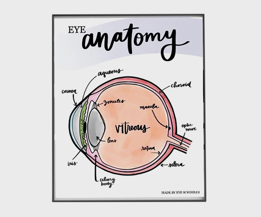 The Chicest Eye Anatomy Diagram You Ever Did See and More Business Boosters for April