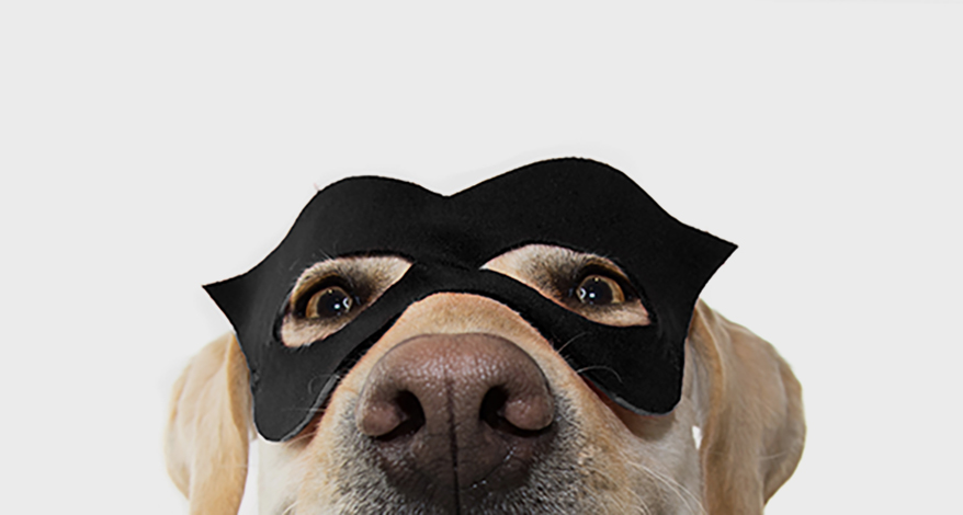 dog wearing mask
