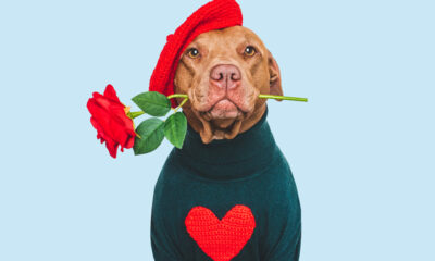 Valentine&rsquo;s Day Sales Looking Strong, NRF Finds